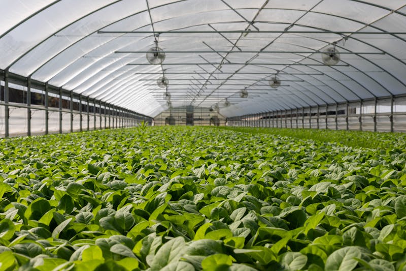Greenhouse Climate Control